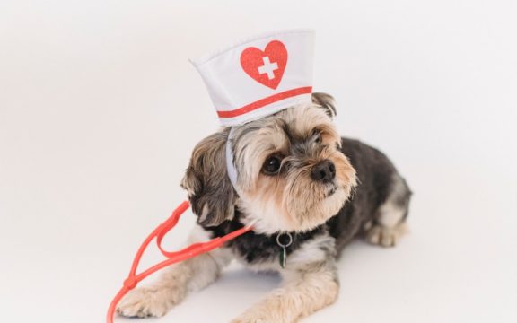 ¿Cómo utilizar las pantallas led de publicidad en una veterinaria?